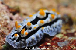 Swollen Phyllidia. Sounds like an STD! Taken at Fish Fact... by Mark Hoevenaars 